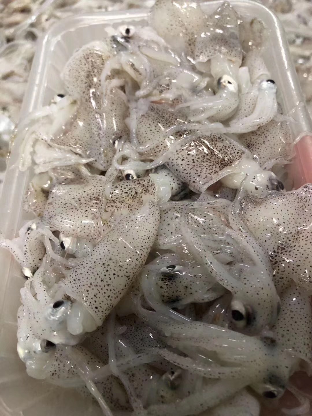 微商 小海兔笔管鱼满籽鲜活海鲜冷冻海兔子乌贼小墨鱼仔新鲜水产