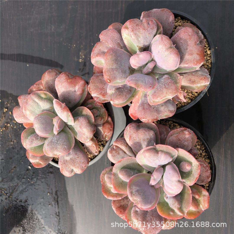 859精品大棚批发多肉盆栽植物 正版心之月单头盆9cm品相一流限量