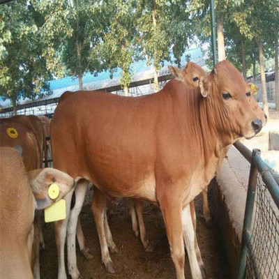 四川中江肉牛养殖场养殖什么品种的牛好肉牛品种利木赞牛牛犊价格