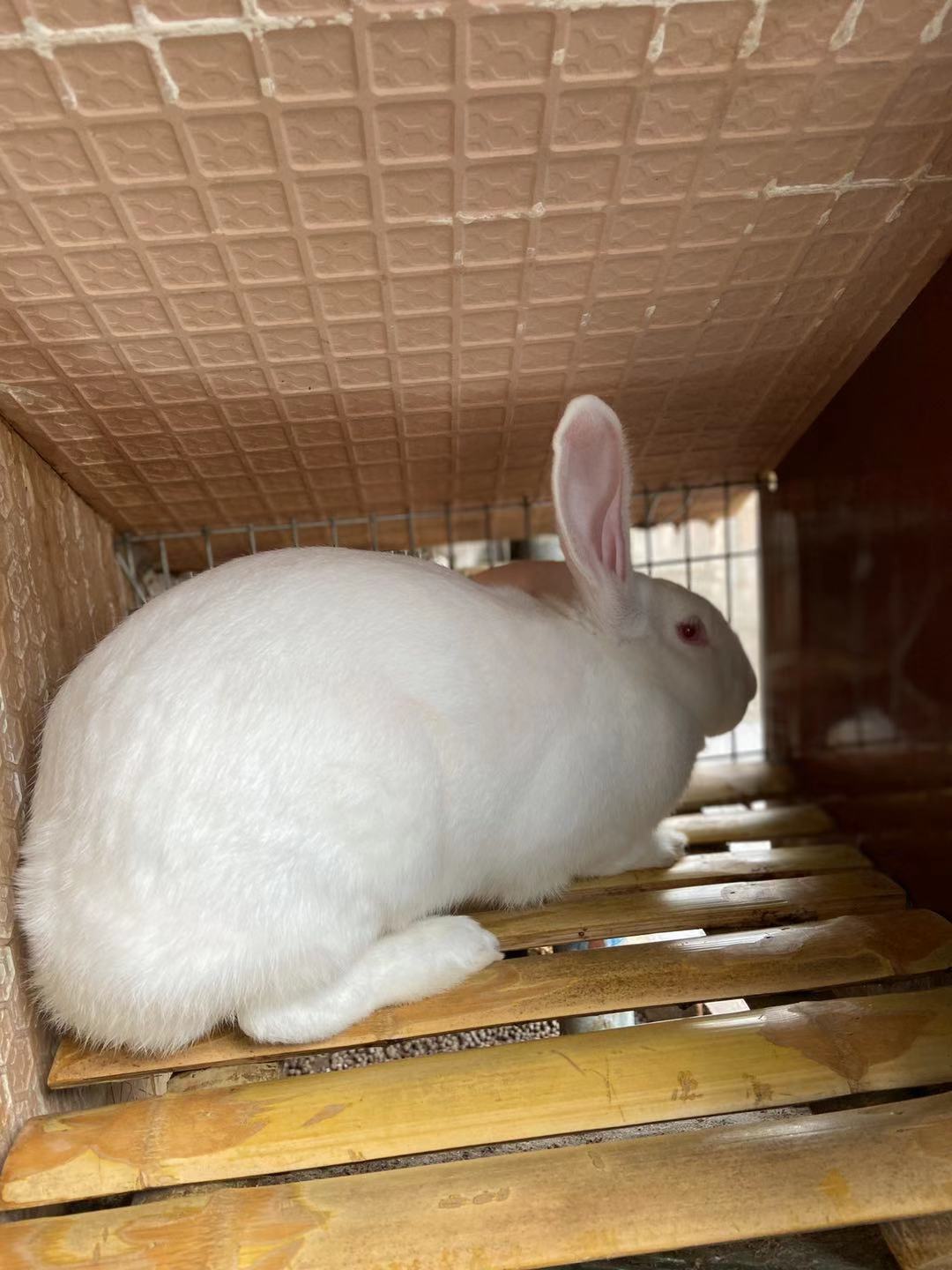 批发肉兔 出售白色新西兰活体兔教技术好养活