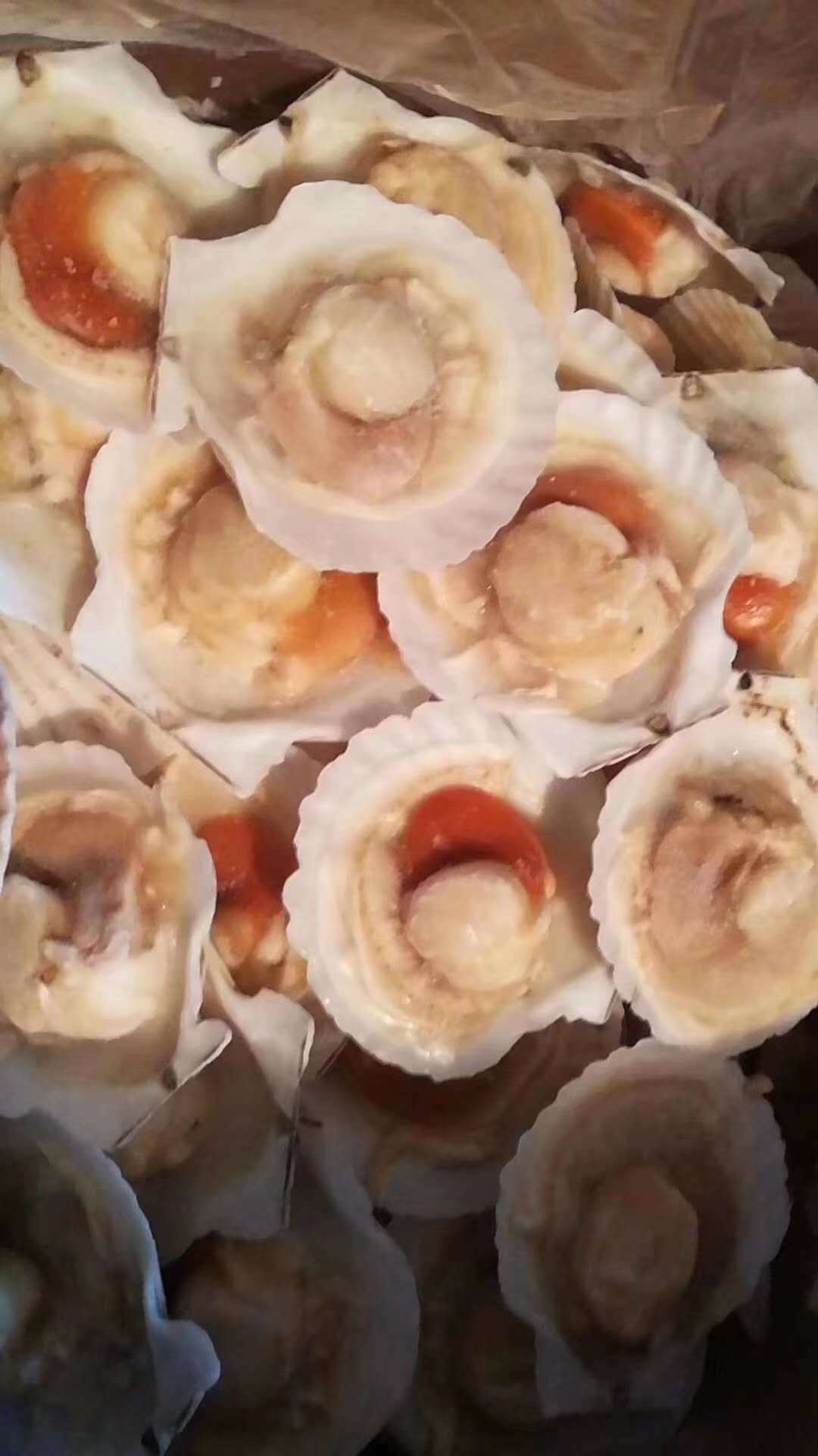 俄罗斯扇贝