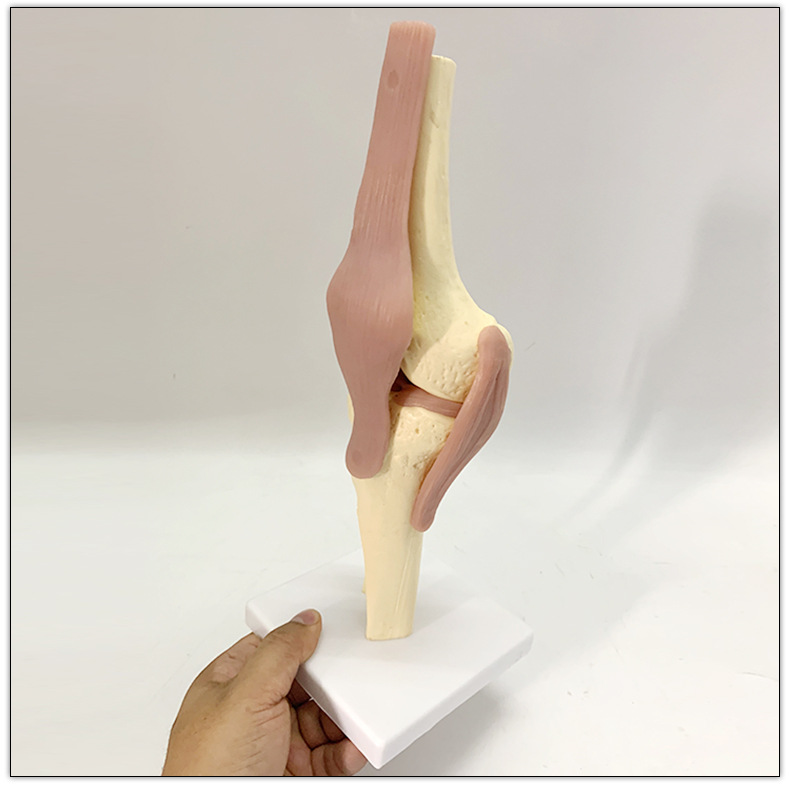 人体膝关节功能模型 骨骼骨架模型 教学模型 关人体节模型可弯曲