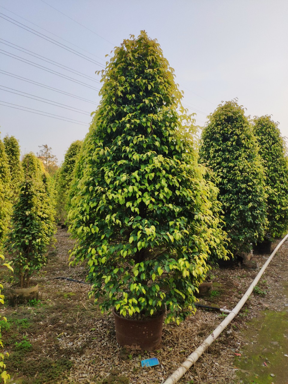 供应塔型金叶垂榕253米高盆苗黄金垂叶榕柱袋