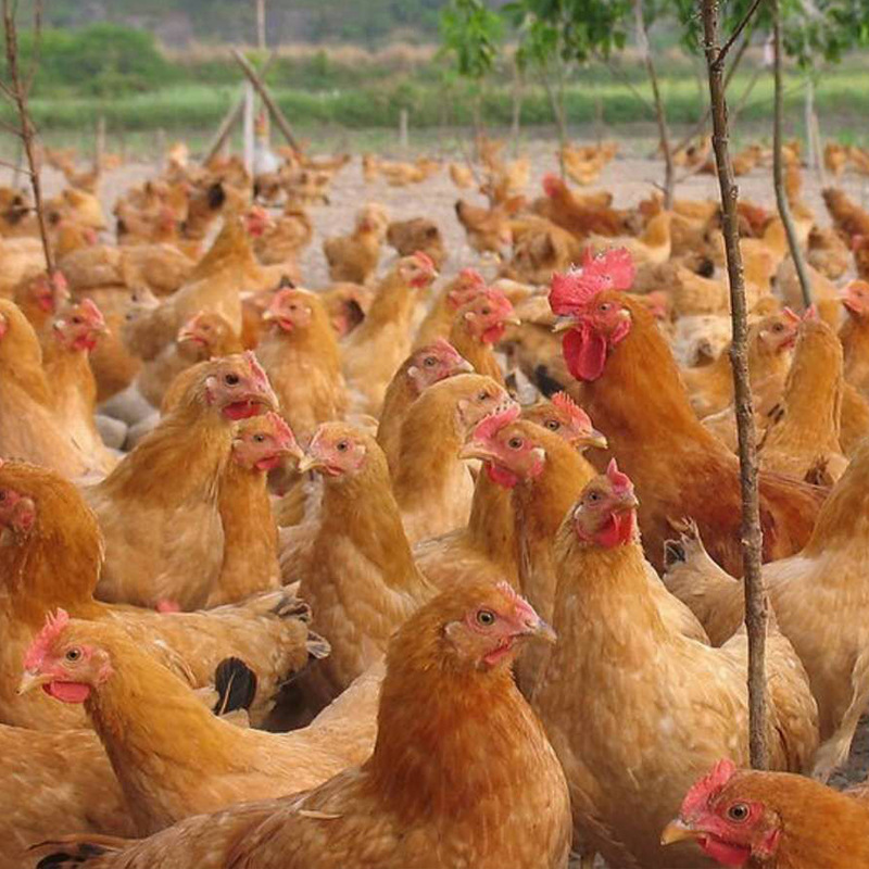 红毛蛋鸡苗 红毛乌鸡批发 厂家直售 成活率高