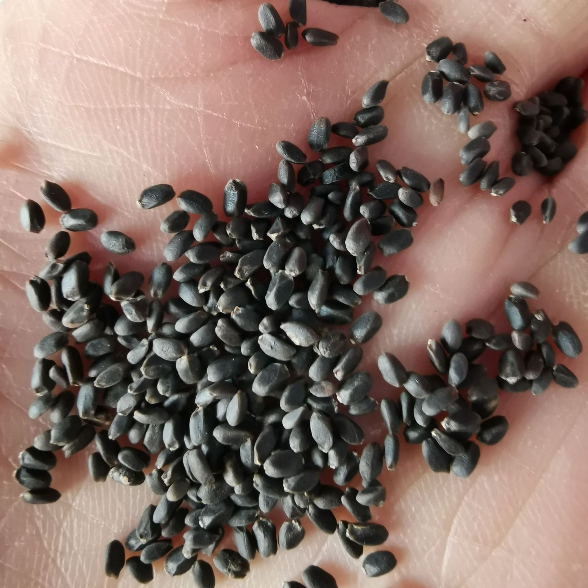 中药材明列子兰香子罗勒籽量大从优