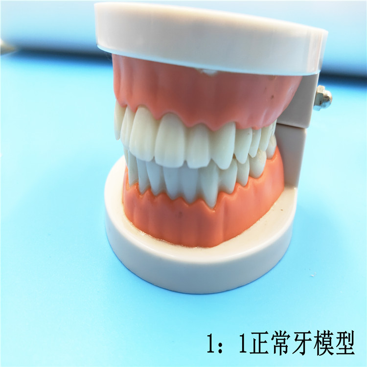 教学牙模型全口牙齿模型美牙练习1:1正常牙模型幼儿园教刷牙模型