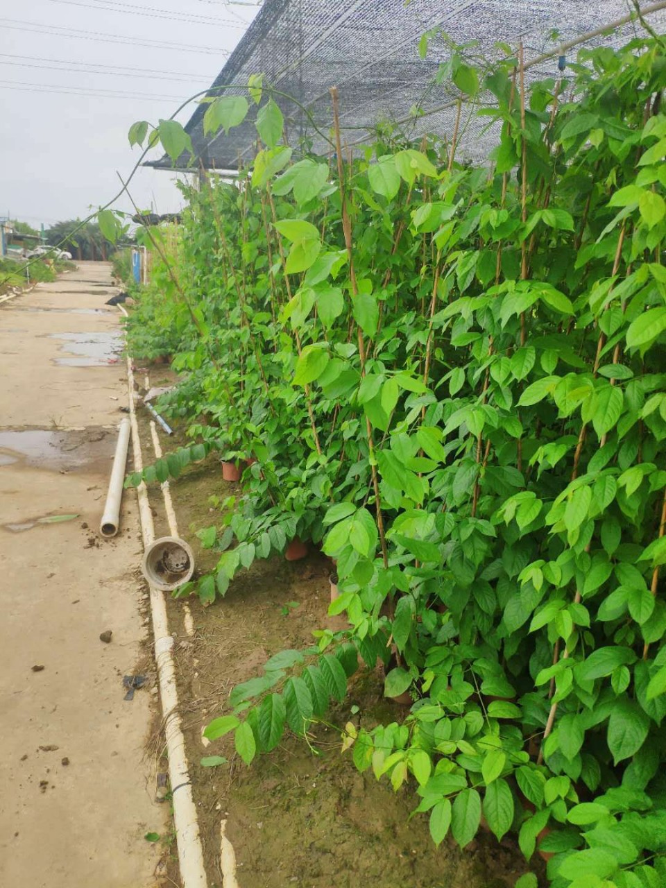 907供应 使君子 1-2米高 小盆苗 爬藤植物 基地直销