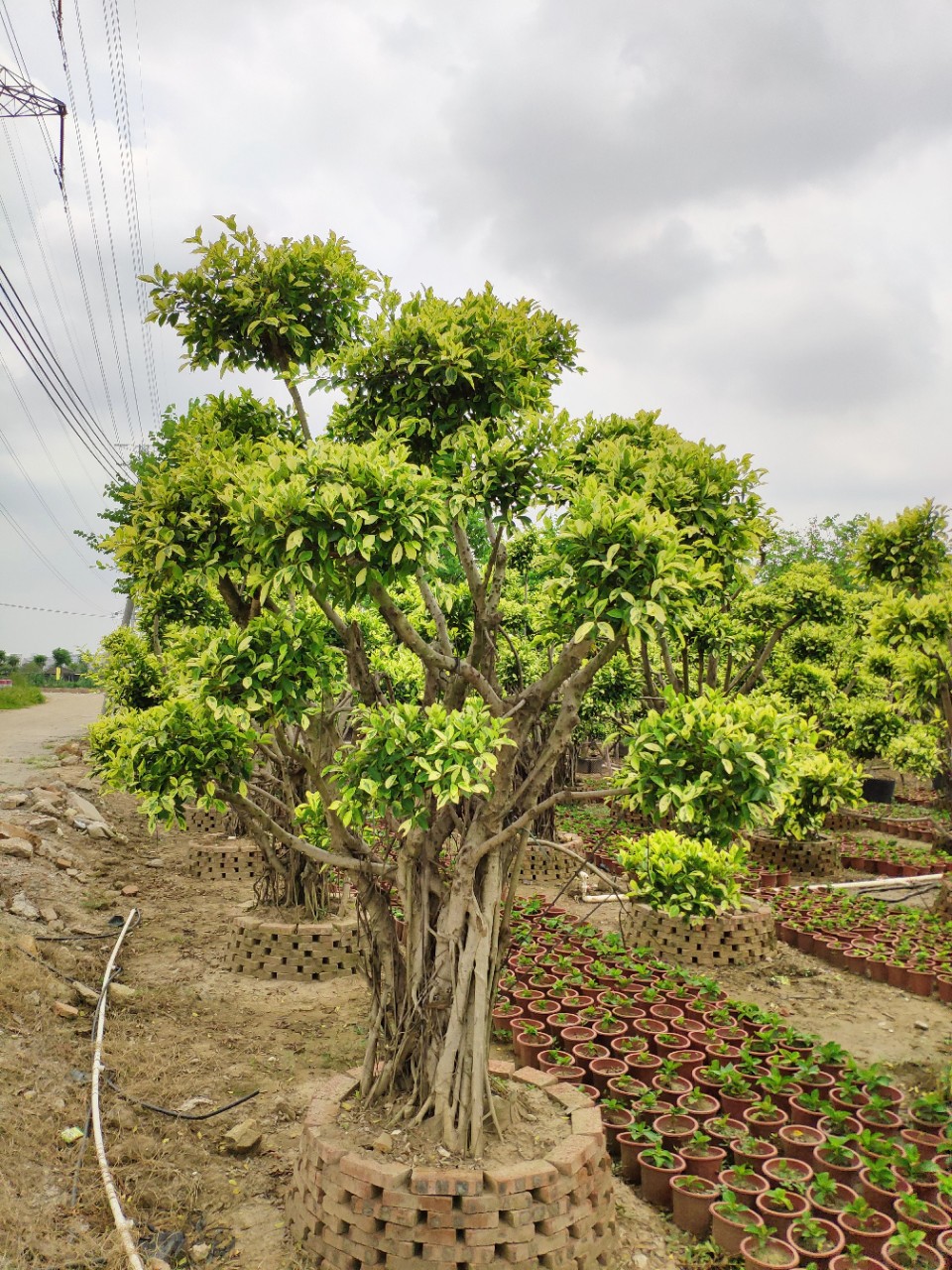 905基地供应造型金叶榕23米高花叶斑叶小叶榕树