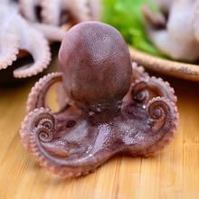 新鲜章鱼八爪鱼