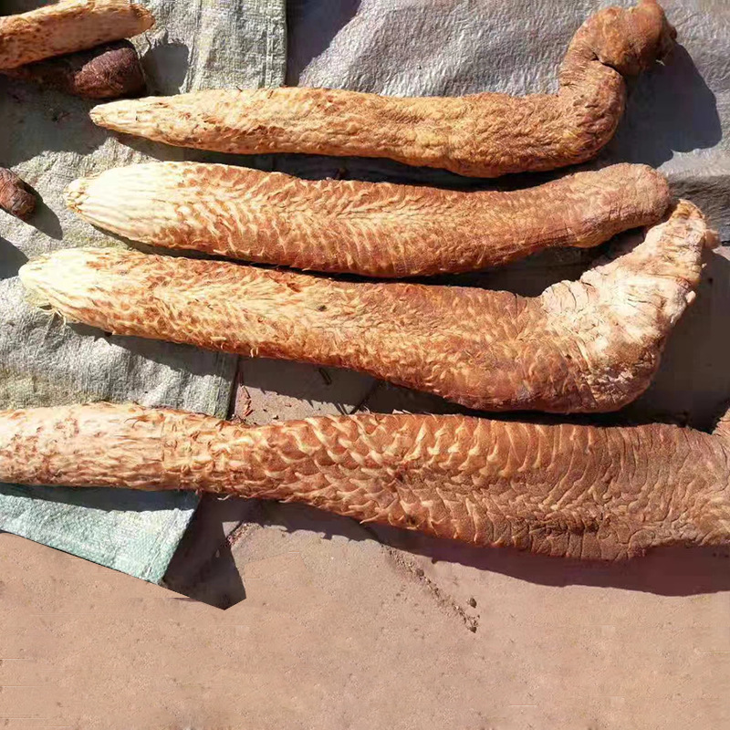 大量批发内蒙古阿拉善荒漠肉苁蓉泡酒泡茶秋季滋补油苁蓉2根一斤