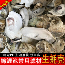 牡蛎壳墙 破粉碎海蛎壳 锦鲤养殖牡蛎壳 蚝壳破粉碎 蚝壳批发牡蛎