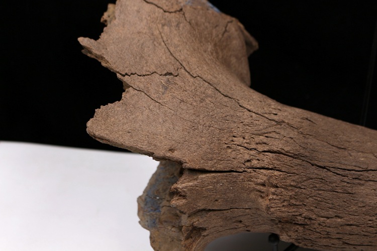 冰河时期动物牛角化石野牛角化石原石动物骨头化石古生物化石标本