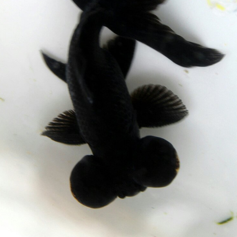 观赏小金鱼 活体淡水黑龙睛宠物小金鱼 上海养殖批发活体宠物鱼