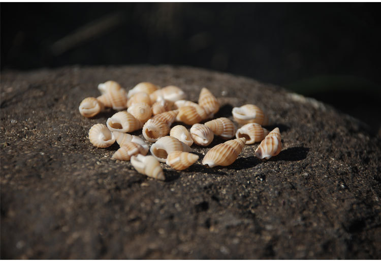 浅纹螺 小海螺米螺 家居装饰 天然海螺贝壳精品水族装饰 摆件收藏