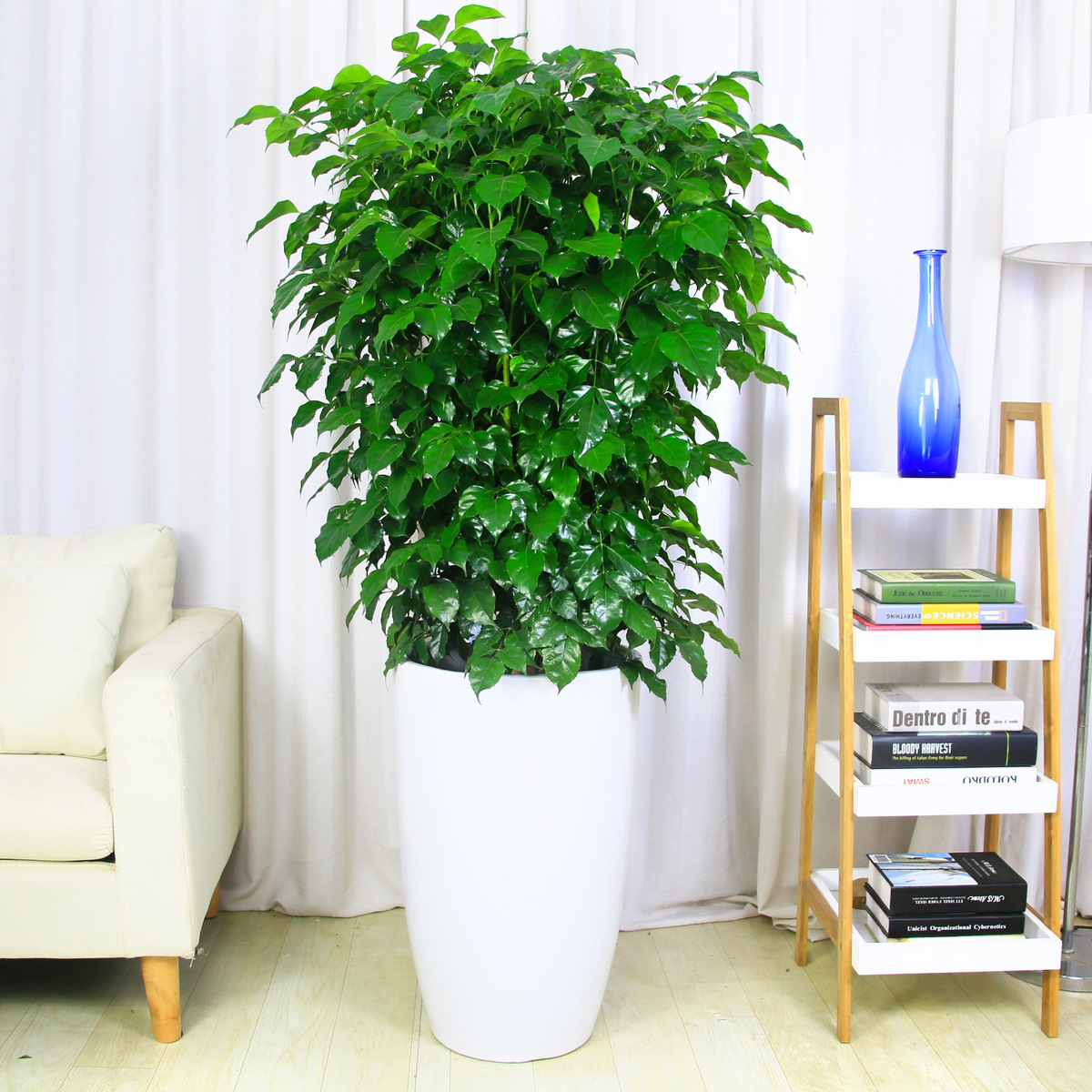 绿宝树苗 盆栽 丛生大幸福树 办公室内 客厅会议室大绿植盆景绿植