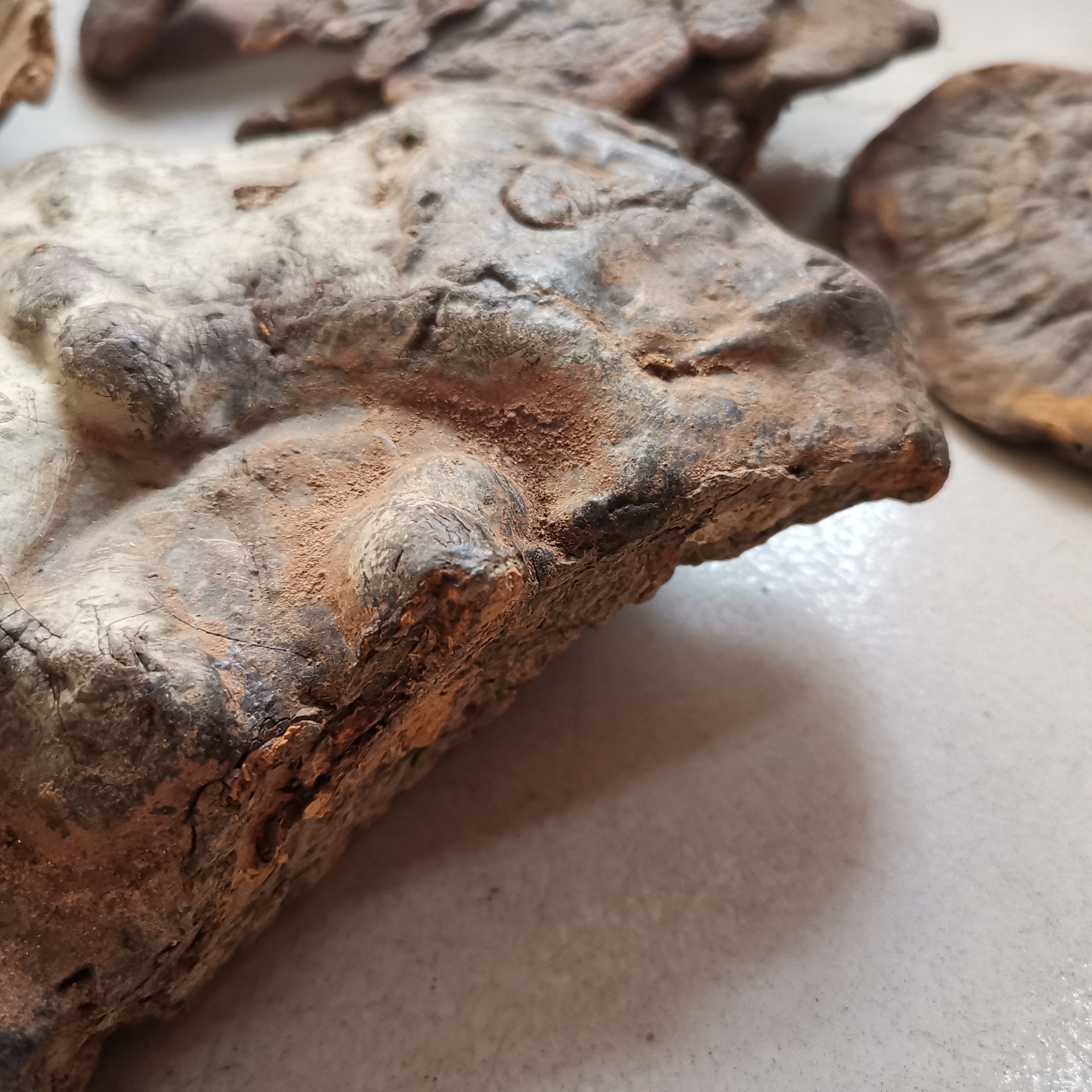 中药材 云南灵芝 粗毛褐孔菌 粗毛黄褐孔菌 槐蘑 量大从优