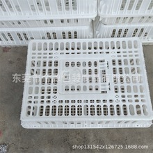 厂家供应南宁/柳州/梧州 家禽养殖鸡苗笼 鸡鸭苗塑料鸡笼黄白底