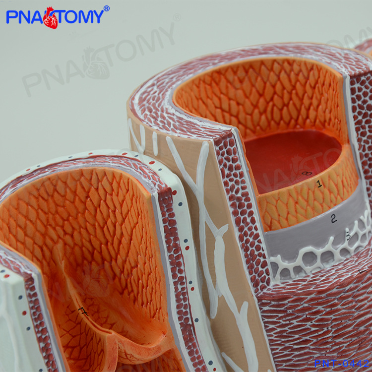 人体血管放大解剖动静脉结构放大解剖模型医用教学心脑血管科