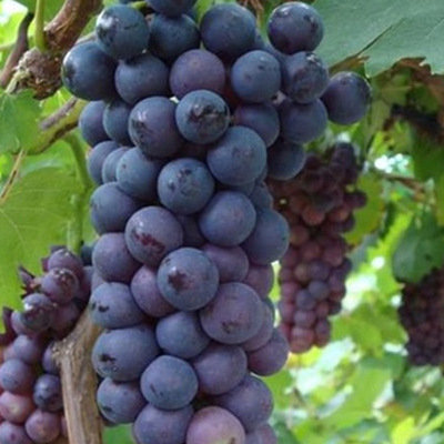 黑奥林葡萄苗 黑美人葡萄苗 紫甜无核葡萄树苗盆栽地栽当年结果