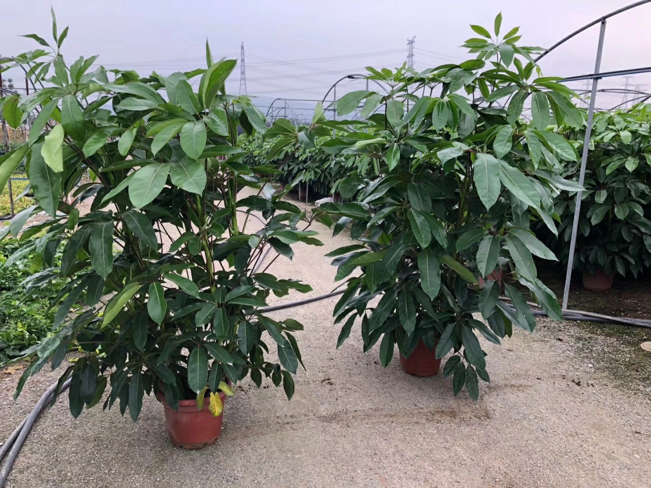 904基地直销大叶伞1525米盆栽袋苗澳洲鸭脚木