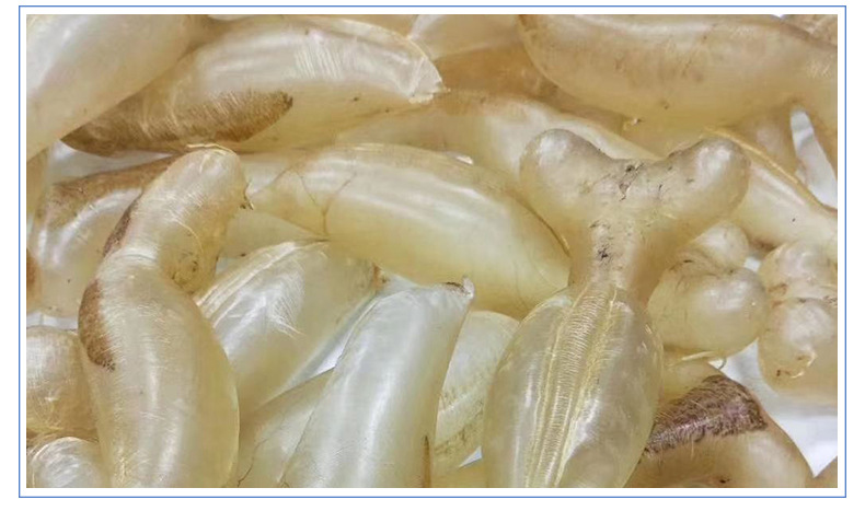 【蜘蛛胶】贤生食品 印尼鱼胶 产地 孕妇滋补 足干货