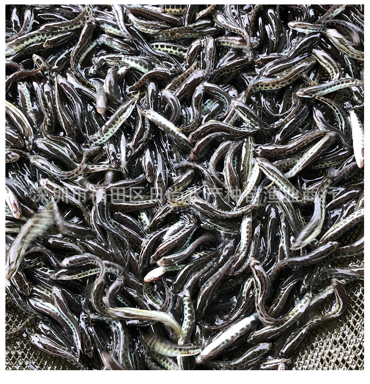 【3-7cm鱼苗批发】杂交生鱼苗黑鱼苗乌鱼鱼苗蛇头鱼乌鳢淡水养殖