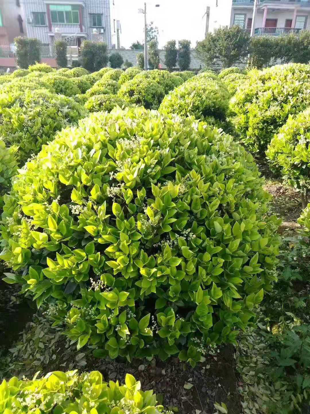 金森女贞球规格齐全