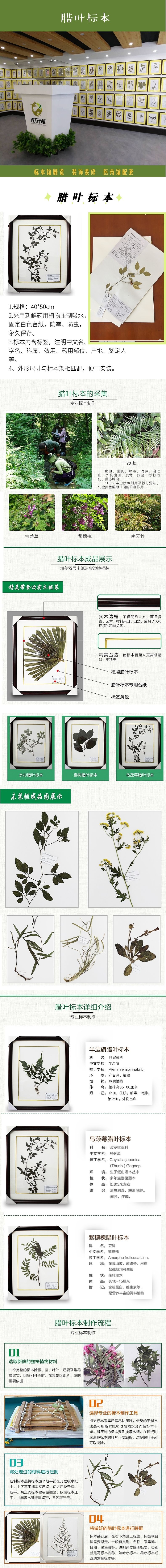 中草药腊叶标本标本馆植物蜡叶标本包埋腊叶标本形态良好厂家直销