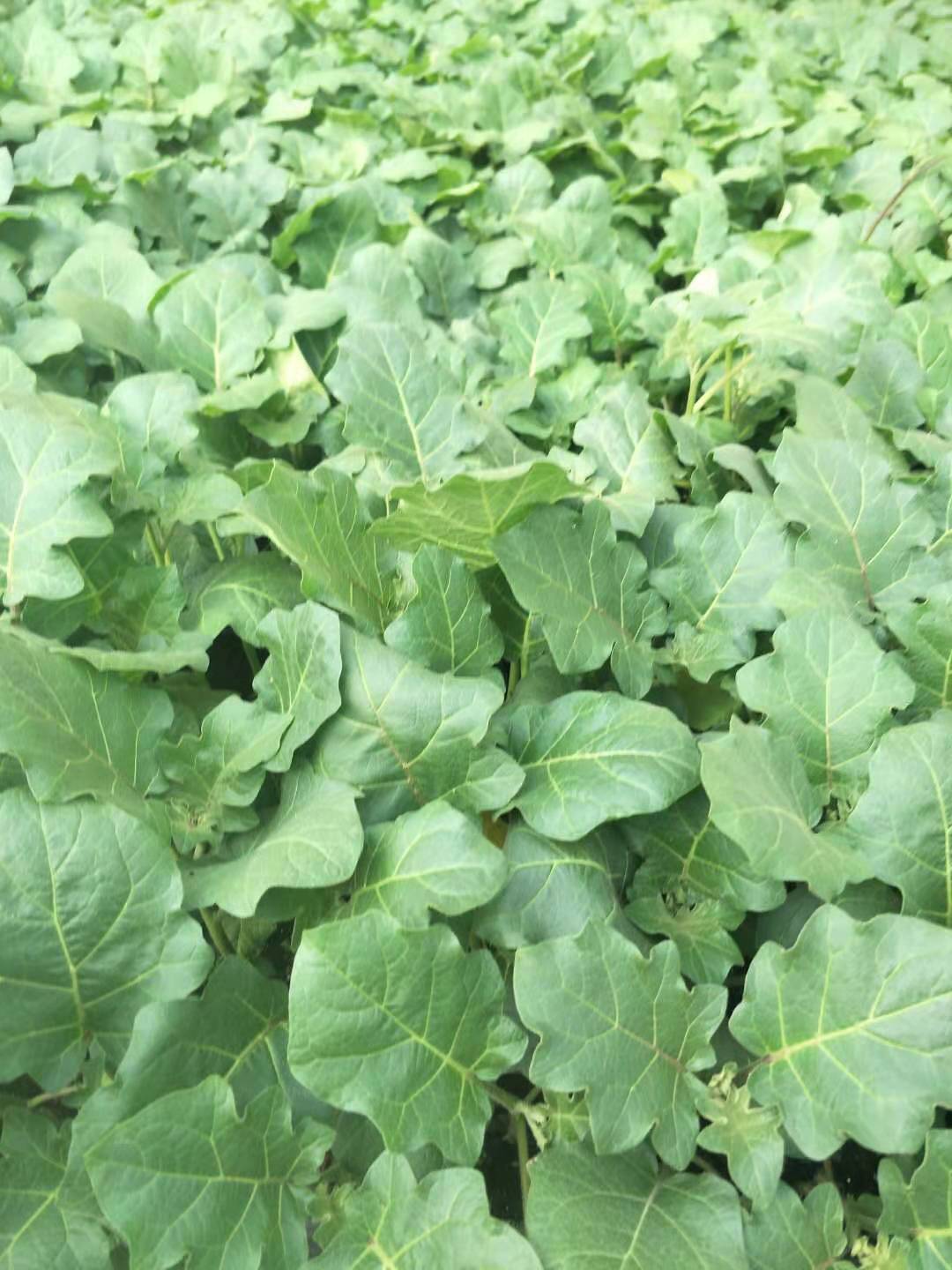 种子繁殖系数高,符合市场需求的砧木品种,主要用托鲁巴姆,黏毛茄等