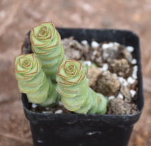 钱串景天多肉植物批发带盆掌形景观植物基地大棚云南多肉植物批发