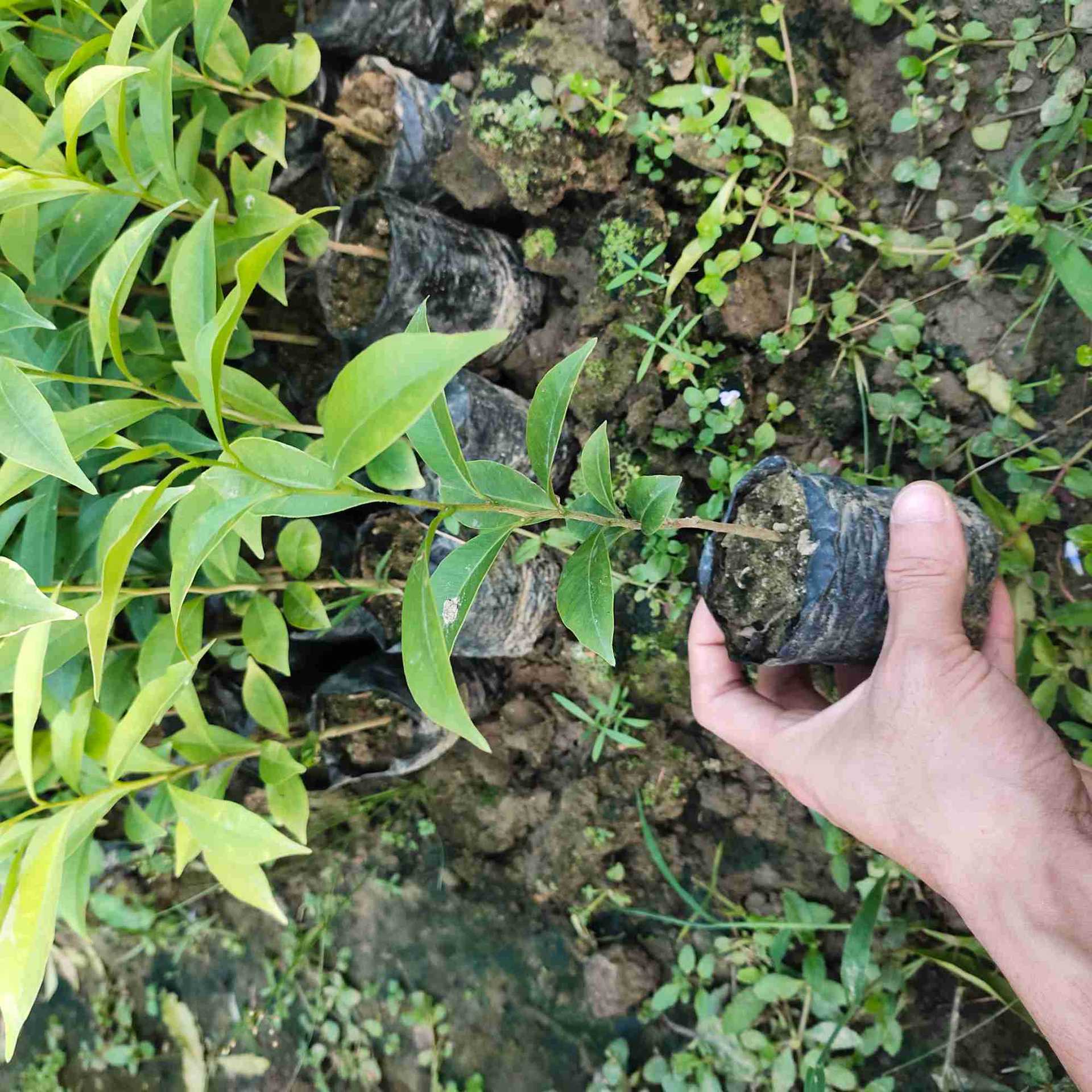 沉香苗 白木香苗土沉香苗 海南沉香苗 自产自销批发中杯大杯苗