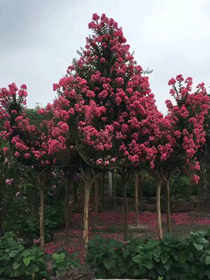 四川红花紫薇大红花紫微红火箭紫薇苗批发大红紫微四川百日红批发