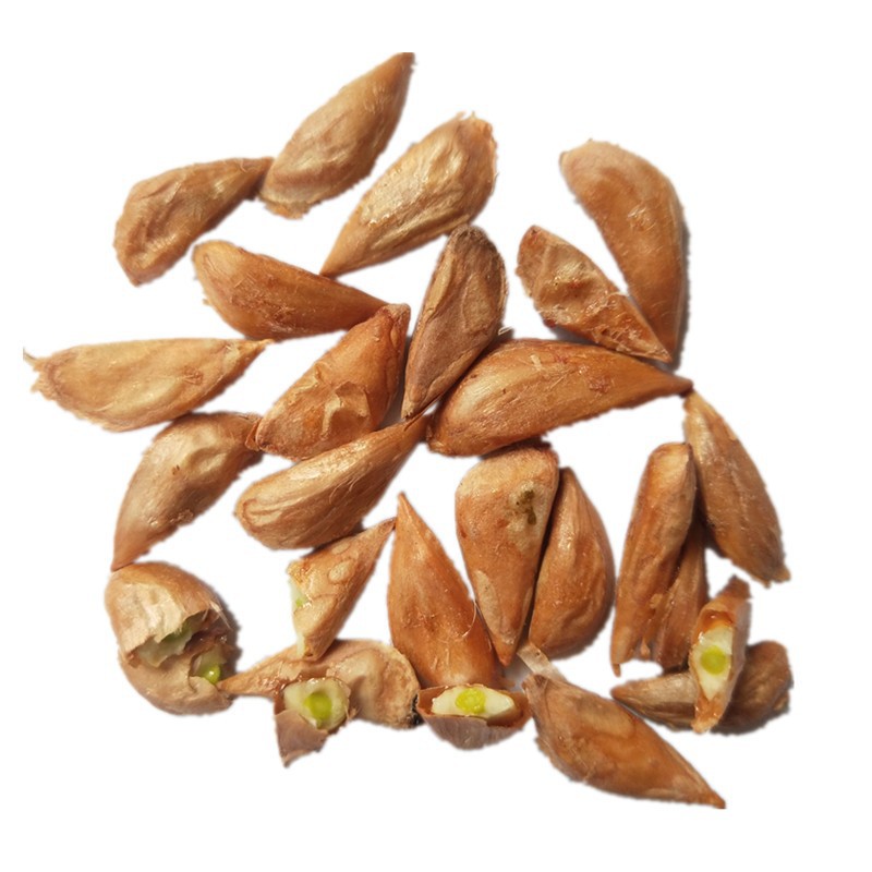 新采摘雪松种子雪松树种子印度雪松籽松柏种子宝塔松种子林木种子