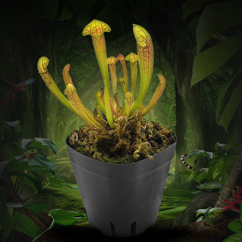 天鹅铠甲瓶子草s级奇趣食虫植物 菲朗园艺花卉盆栽源头基地批发