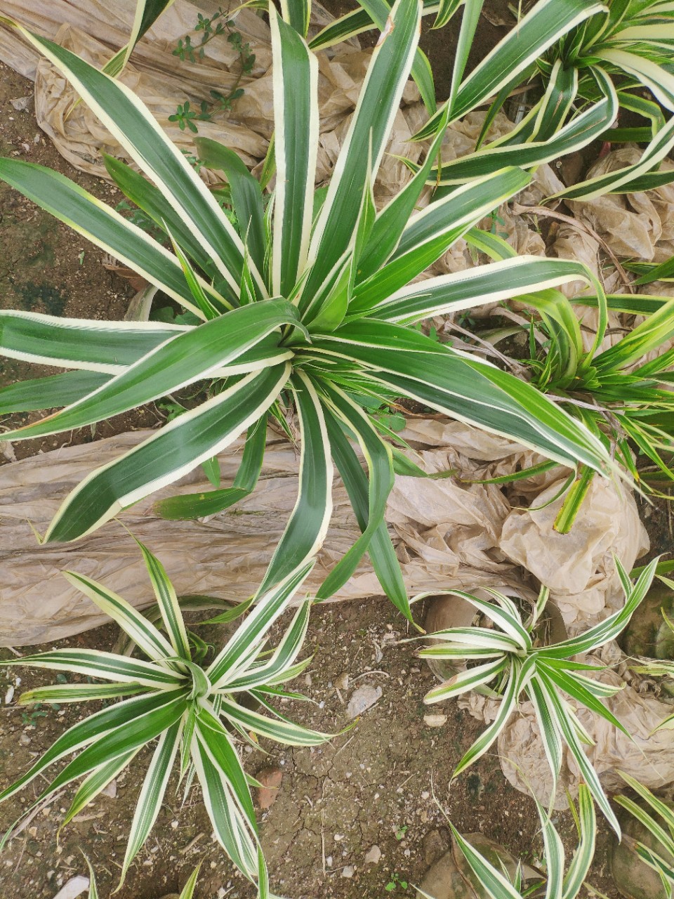 5-1.5米高袋苗 斑叶 金边露兜