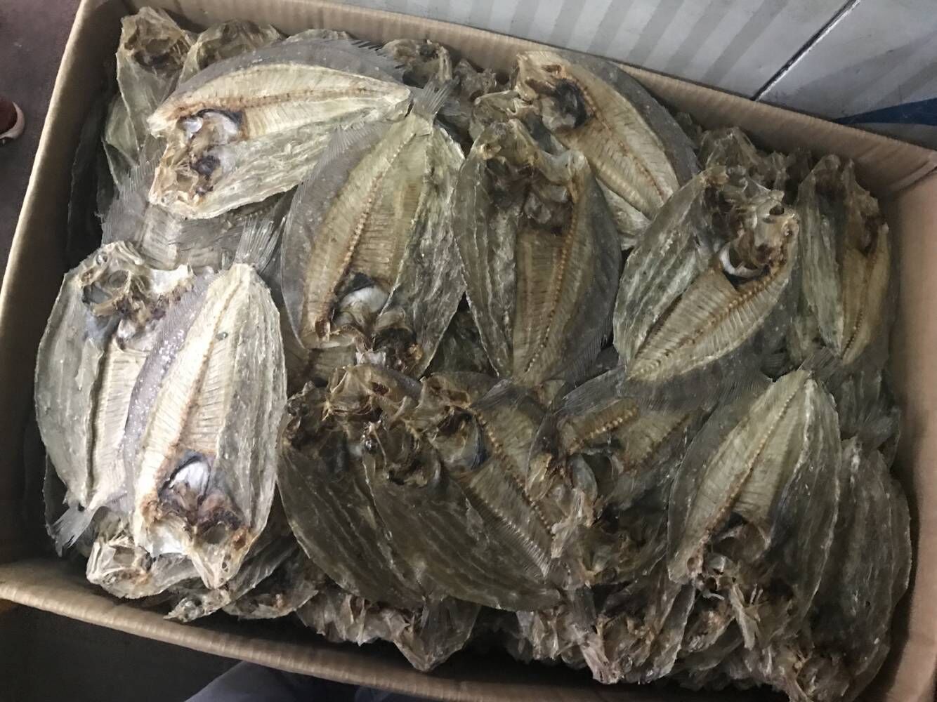 中大地鱼每件为40斤左口鱼