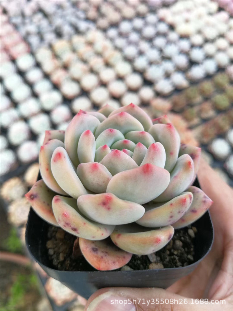 668特价山东大棚多肉植物批发 凌雪单双头5cm多肉品种裸根发限量
