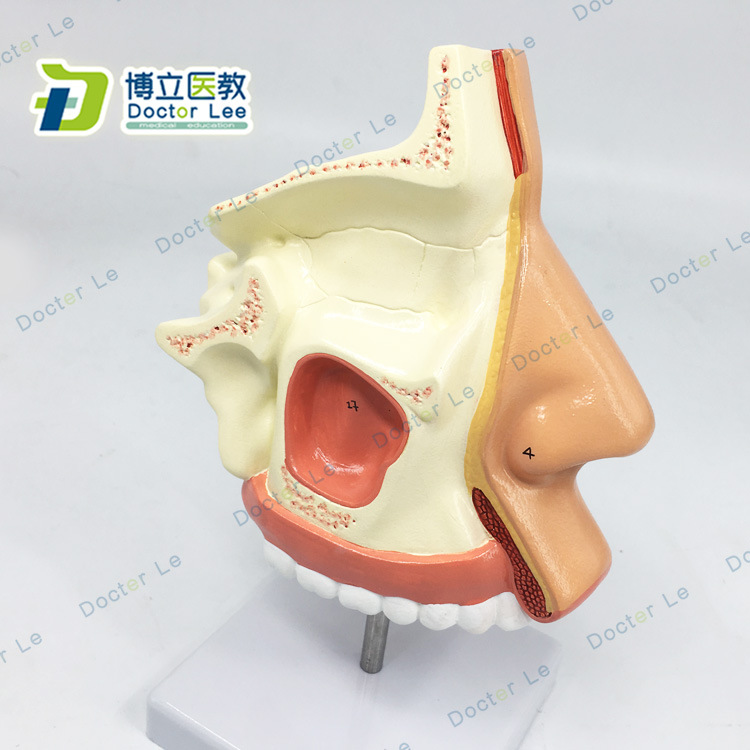进口鼻腔解剖模型 鼻部医学 鼻子模型 耳鼻喉科模型 人体鼻腔模型