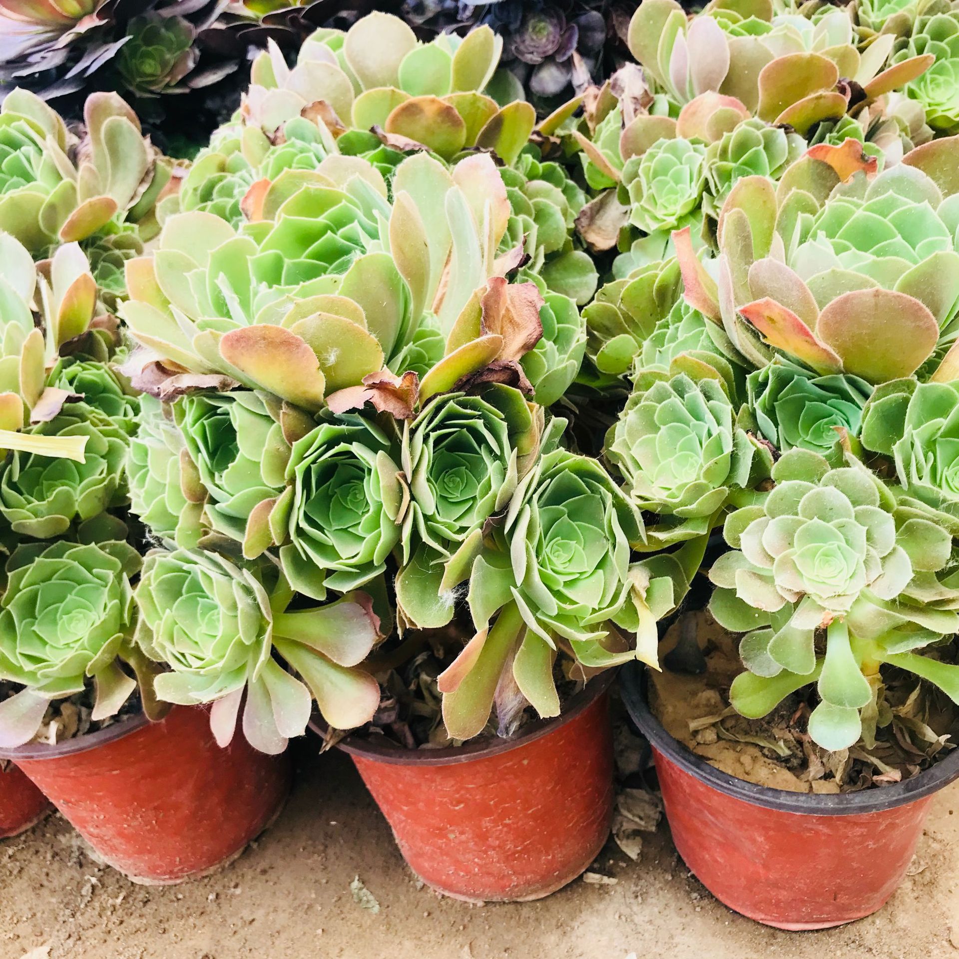 多肉植物韶羞法师 荷兰玫瑰多头老桩室内阳台花卉绿植 手捧花韶羞