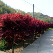 日本红枫树苗三季红中国红庭院紅舞姬绿化植物苗木绿化苗木风景树