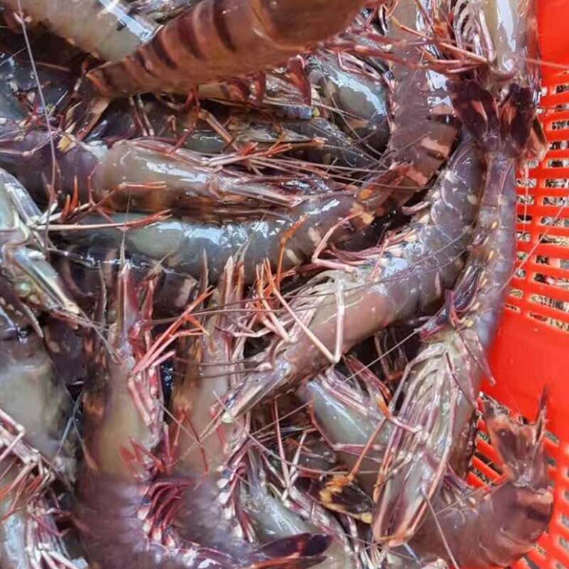 基地直营草虾苗南美白对虾虾苗 成品大虾 斑节虾虾苗批发【时价】