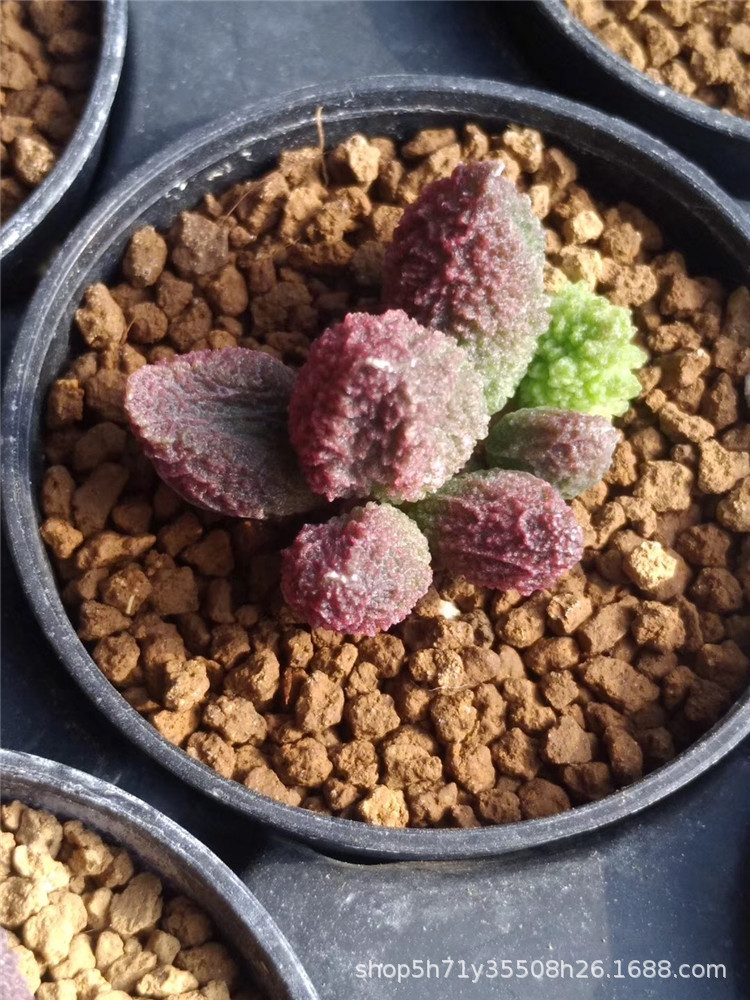9268基地批发水泡类多肉品种 朱紫玉水泡3cm左右多肉珍稀植物限量