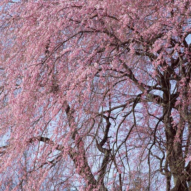 基地直销垂枝樱美国垂枝红樱树苗绿化苗木垂枝樱小苗量大优惠