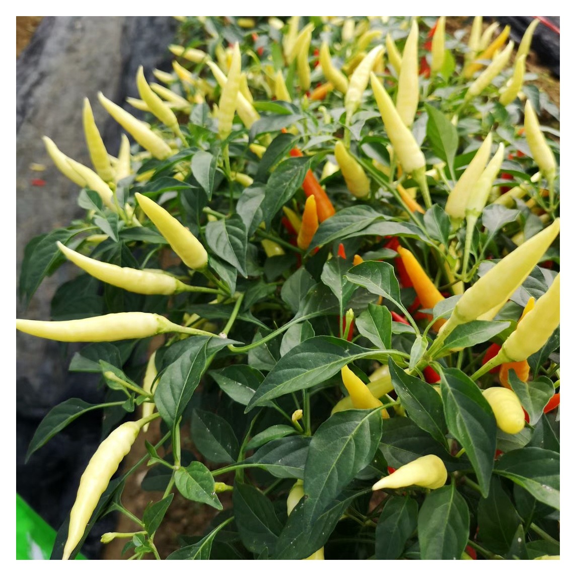 泰国原种朝天型杂交一代小米辣椒种子辣味香浓腌制加工鲜食