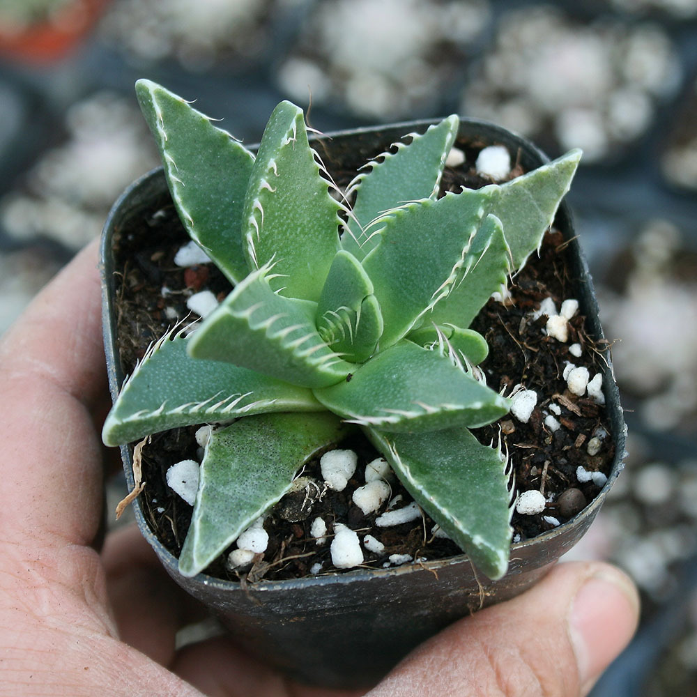 狂澜怒涛多肉植物批发怒波四海波群生开花易养室内含盆带土发