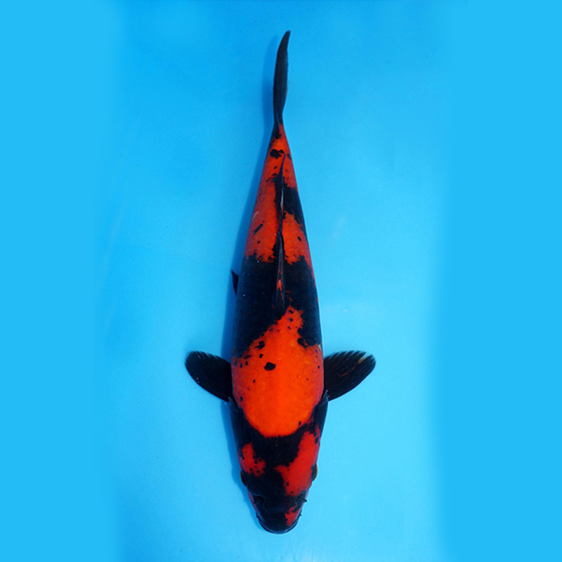 活体锦鲤 风水观赏鱼绯写锦鲤 冷水鱼