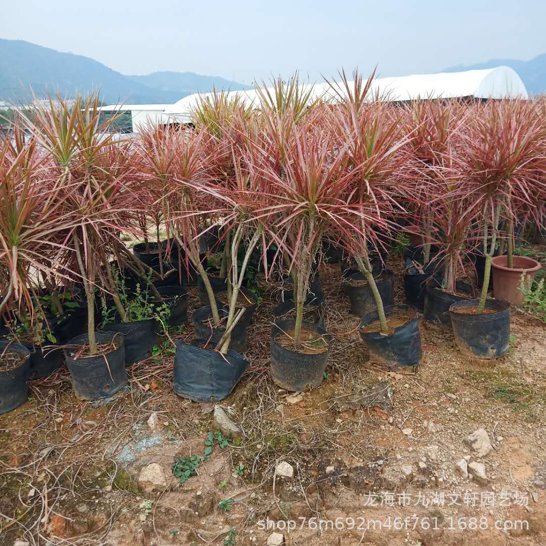 七彩千年木三色马尾铁基地种植批发各种千年木盆栽产地报价