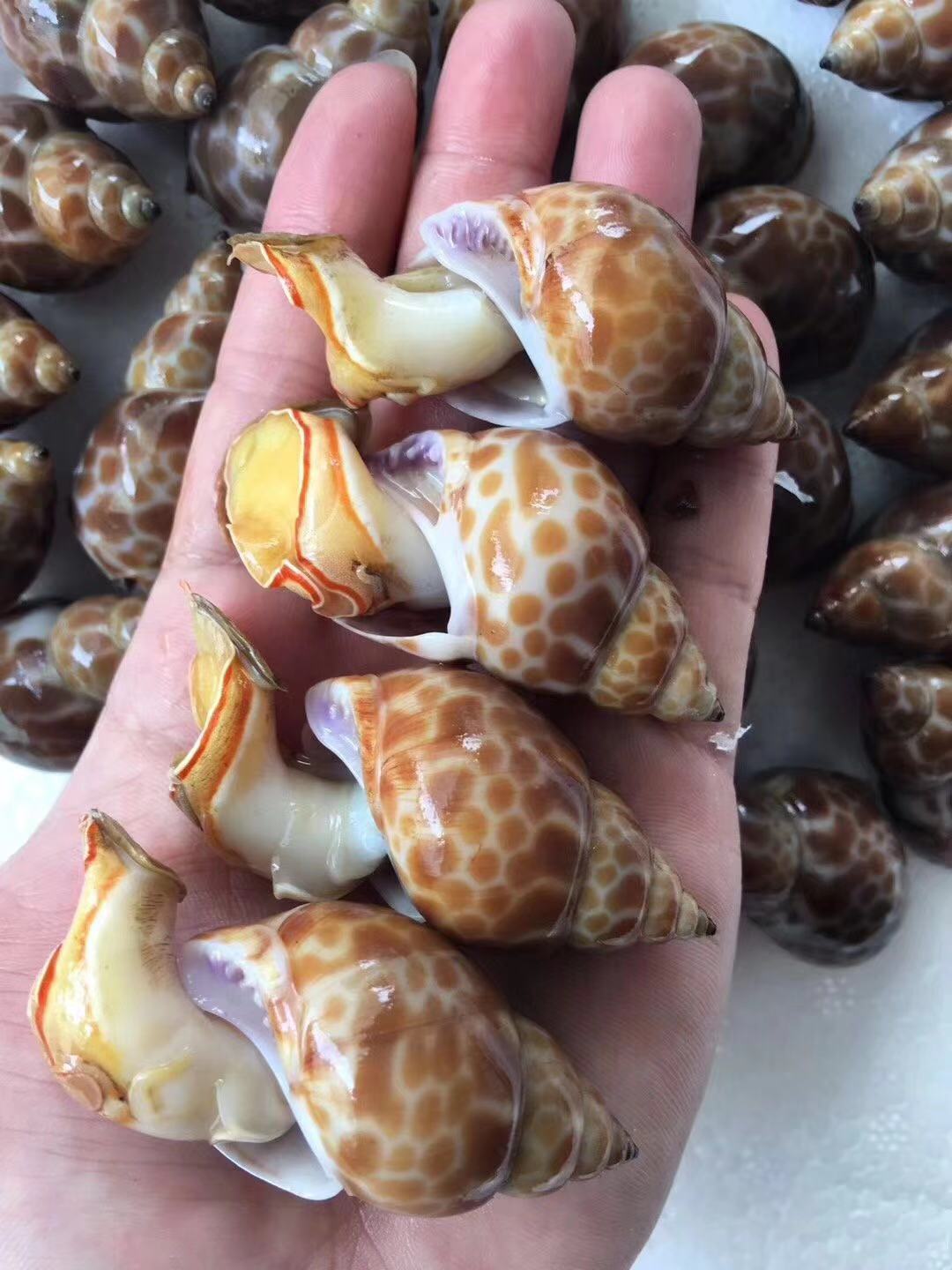 海鲜水产花螺 贝类 冷藏花螺 一手货源 鲜活贝类批发海螺