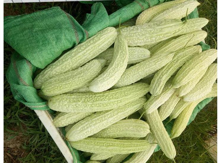 早熟长白苦瓜新蓝山大白苦瓜种子四季菜园蔬菜凉瓜籽高产白苦瓜孑