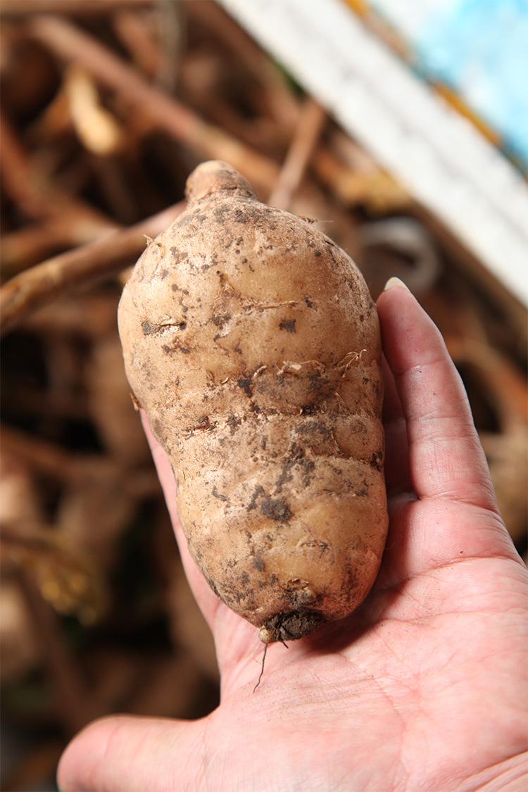 【精品长白山】天麻野生东北天麻林下甜麻支持2020新货招代理